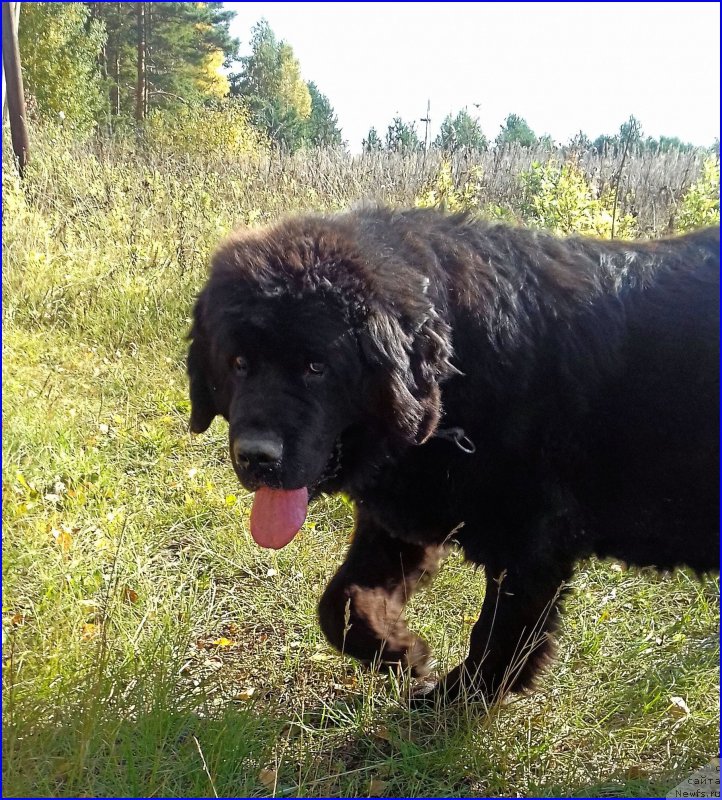 Фото: ньюфаундленд N'yufort Lapochka Dochka (Ньюфорт Лапочка Дочка)