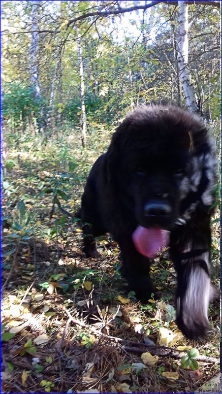 Фото: ньюфаундленд N'yufort Lapochka Dochka (Ньюфорт Лапочка Дочка)