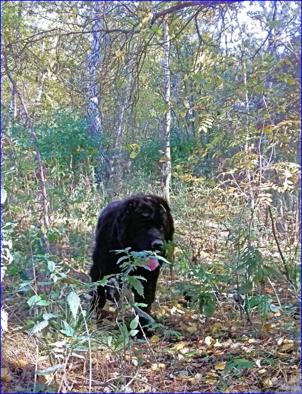 Фото: ньюфаундленд N'yufort Lapochka Dochka (Ньюфорт Лапочка Дочка)