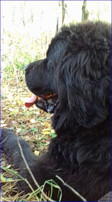 Фотография № 214162