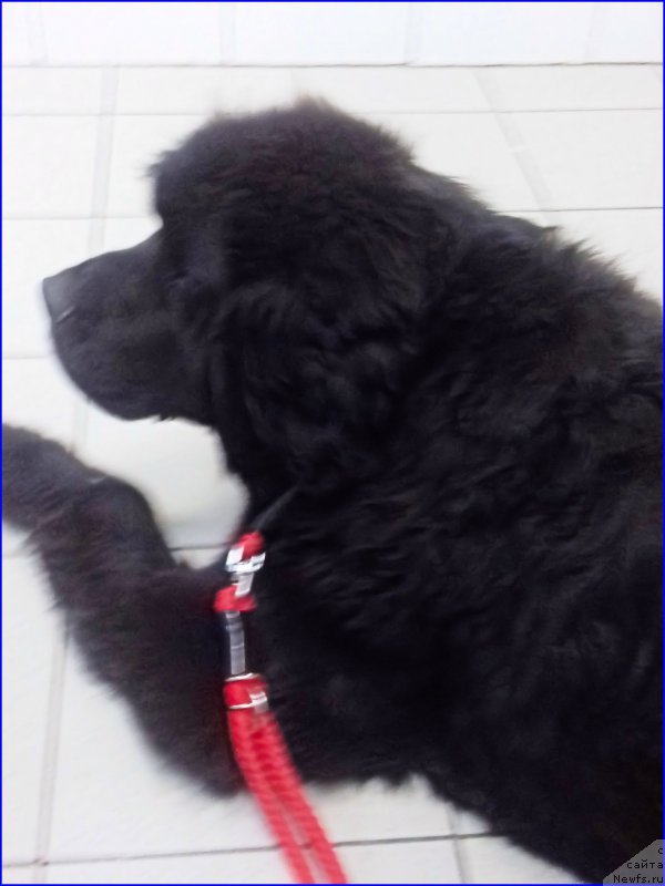 Фотография № 214163