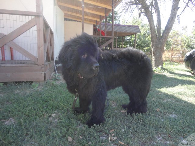 Фотография № 214170