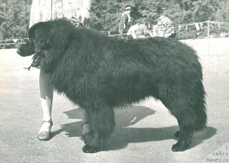 Фото: ньюфаундленд Mik Ant (Мик Ант)