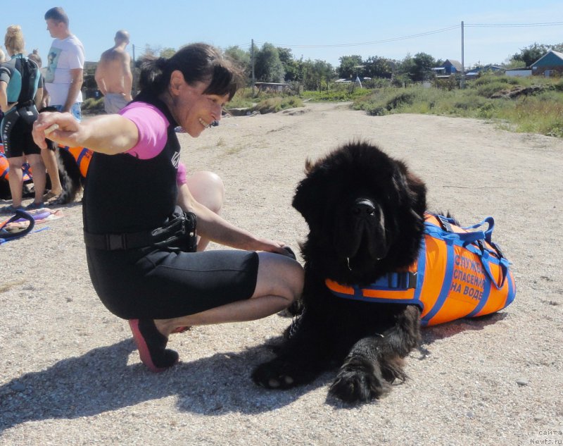 Фото: ньюфаундленд Chernaya Mafia Short and Sweet (Черная Мафия Шорт анд Свеет), Galina Linder (Галина Линдер)