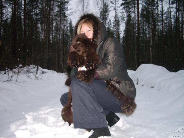 Фото: ньюфаундленд Krasota CHistogo Zolota (Красота Чистого Золота), Милюкова Светлана