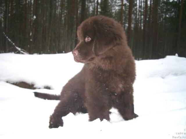 Фото: ньюфаундленд Krasota CHistogo Zolota (Красота Чистого Золота)