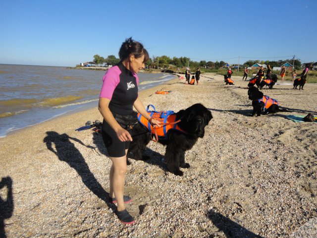 Фото: ньюфаундленд Chernaya Mafia Short and Sweet (Черная Мафия Шорт анд Свеет), Galina Linder (Галина Линдер)