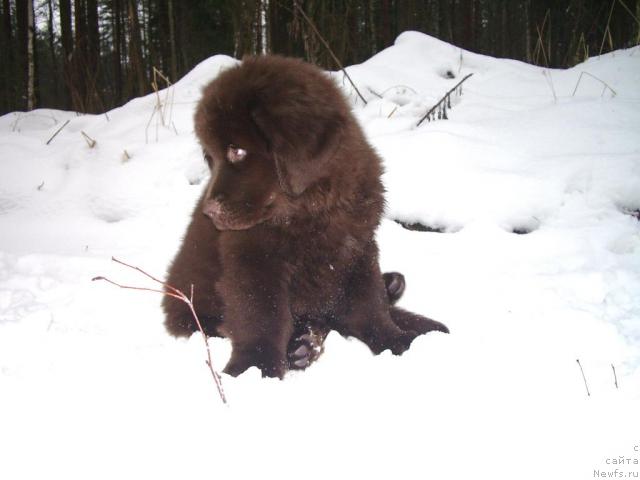 Фото: ньюфаундленд Krasota CHistogo Zolota (Красота Чистого Золота)