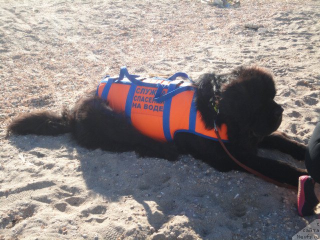 Фотография № 214244