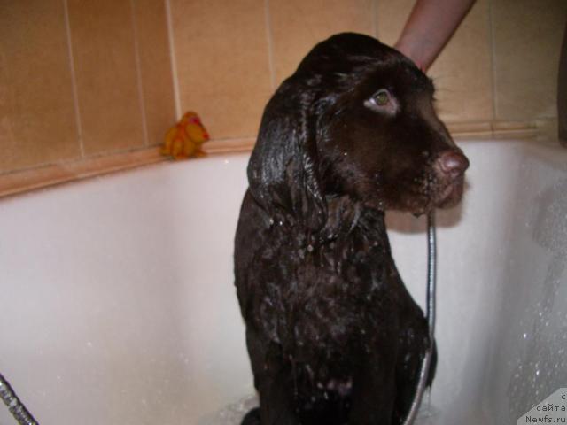 Фото: ньюфаундленд Krasota CHistogo Zolota (Красота Чистого Золота)