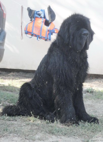 Фотография № 214278