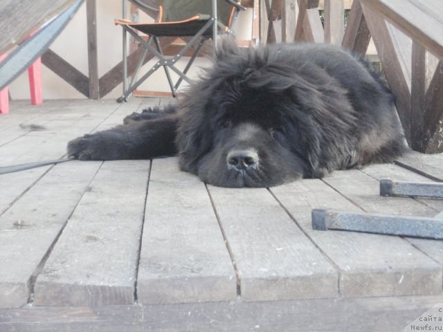 Фотография № 214290