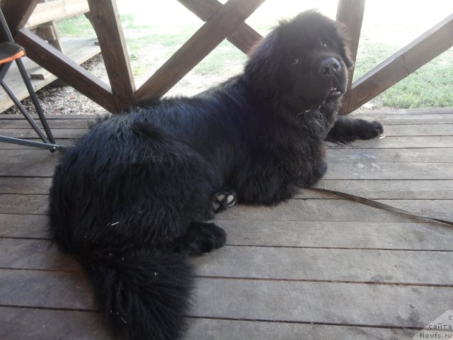 Фото: ньюфаундленд Beguschaya po Volnam Esperanto Etulo CHui (Бегущая по Волнам Есперанто Етуло Чуи)