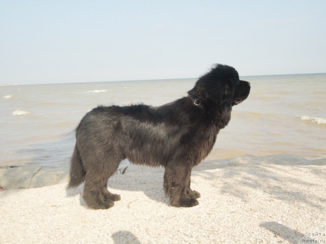 Фотография № 214297