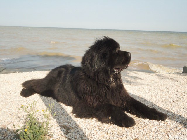 Фото: ньюфаундленд Beguschaya po Volnam Esperanto Etulo CHui (Бегущая по Волнам Есперанто Етуло Чуи)