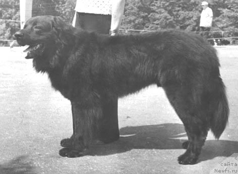 Фото: ньюфаундленд Terri Pan Pat (Терри Пан Пат)