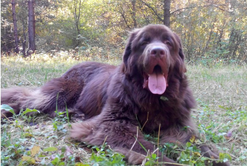 Фото: ньюфаундленд Braunblad MSK Saylas Soul Drim (Браунблад МСК Сайлас Соул Дрим)