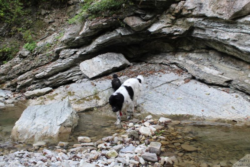 Фото: ньюфаундленд Sent Djons Isida (Сент Джонс Исида)