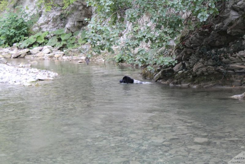 Фото: ньюфаундленд Sent Djons Isida (Сент Джонс Исида)