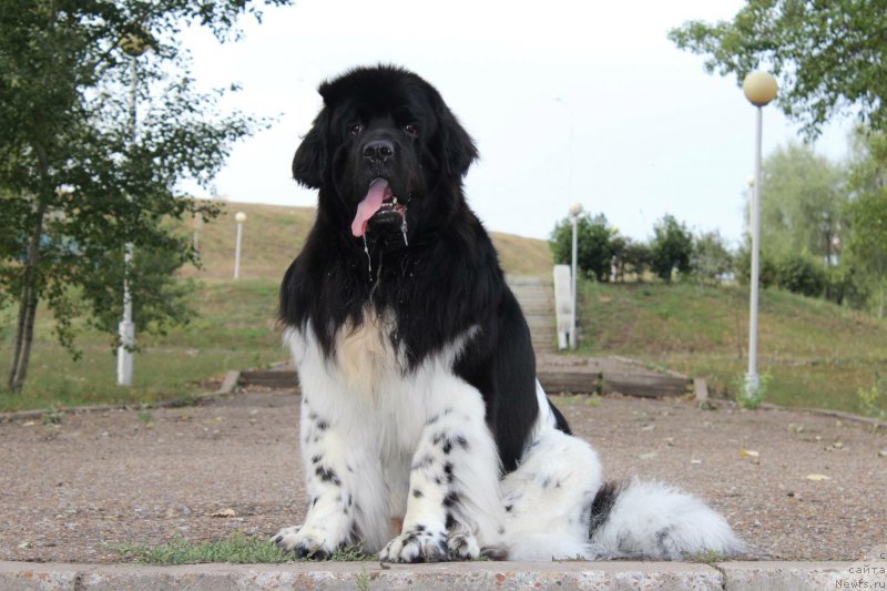 Фото: ньюфаундленд Plushevaya Panda Ferrero Rond Noir (Плюшевая Панда Ферреро Ронд Нуар)