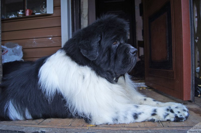 Фото: ньюфаундленд Super Bizon Cosmos (Супер Бизон Космос)