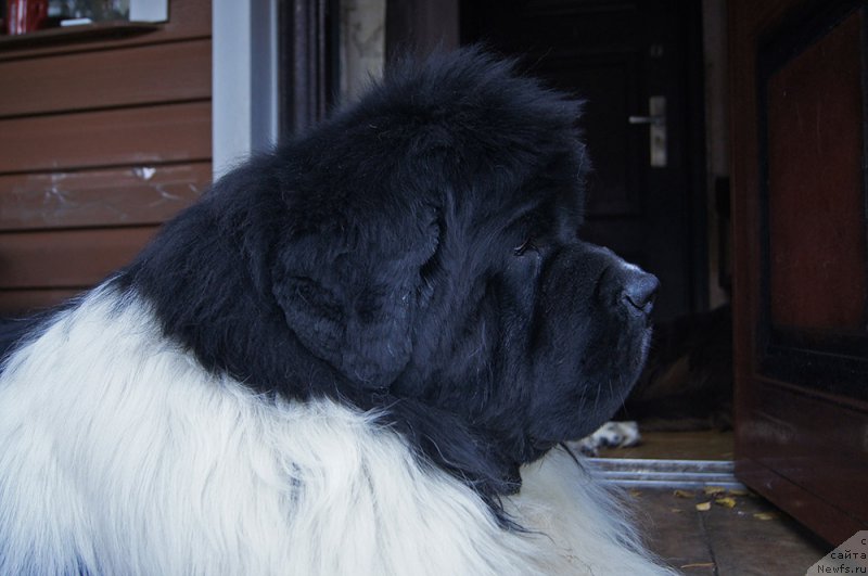 Фото: ньюфаундленд Super Bizon Cosmos (Супер Бизон Космос)