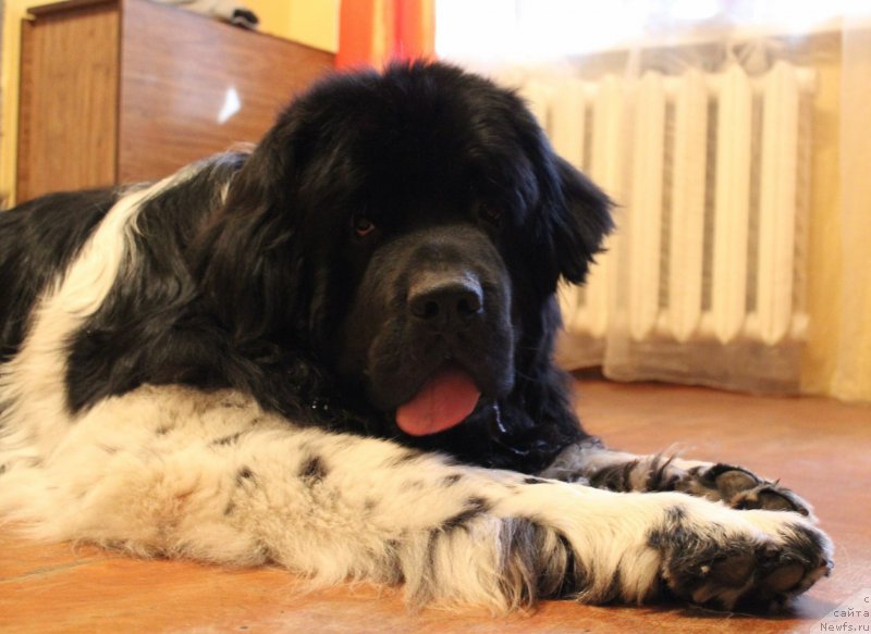 Фото: ньюфаундленд Plushevaya Panda Ferrero Rond Noir (Плюшевая Панда Ферреро Ронд Нуар)