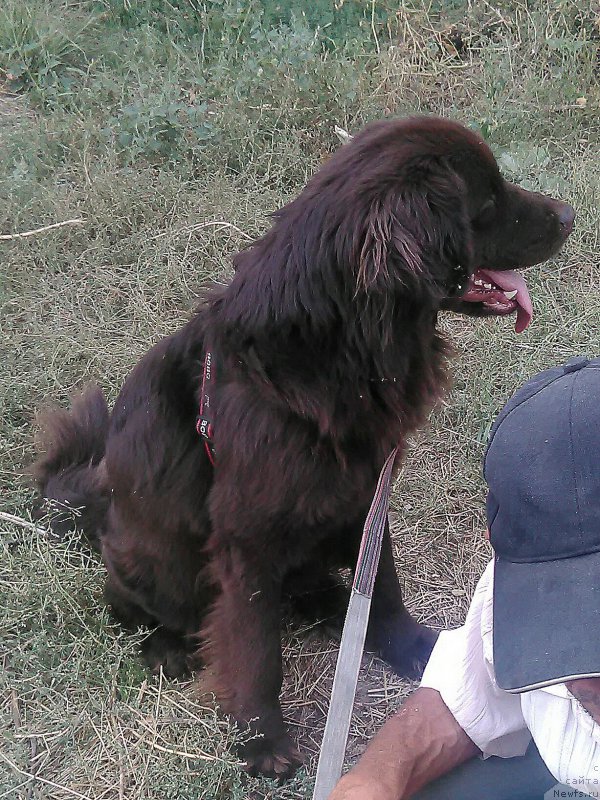 Фото: ньюфаундленд Al'fa Dar Oksa Verka Serdyuchka (Альфа Дар Окса Верка Сердючка), ньюфаундленд Al'fa Dar Oksa Verka Serdyuchka (Альфа Дар Окса Верка Сердючка)