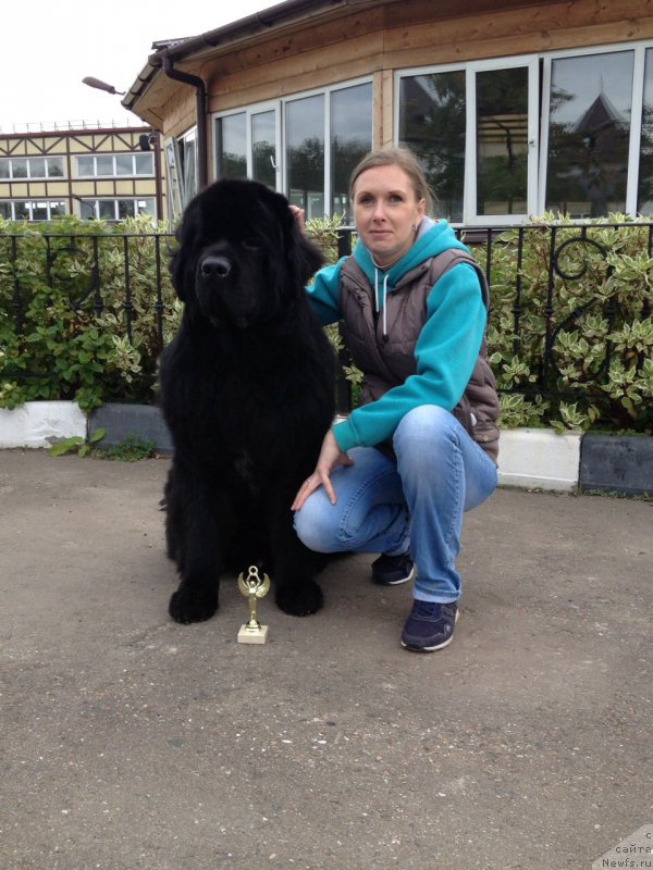 Фото: ньюфаундленд Beguschaya po Volnam CHicharitto (Бегущая по Волнам Чичаритто)