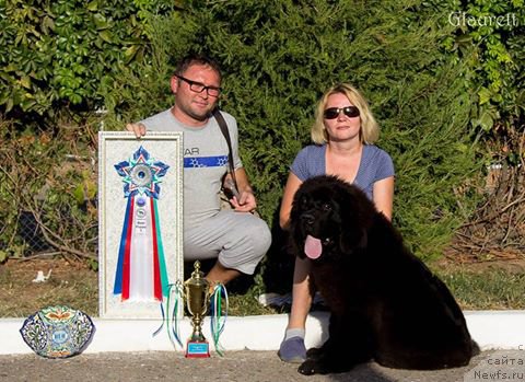 Фото: ньюфаундленд Super Premium Cirius (Супер Премиум Цириус)