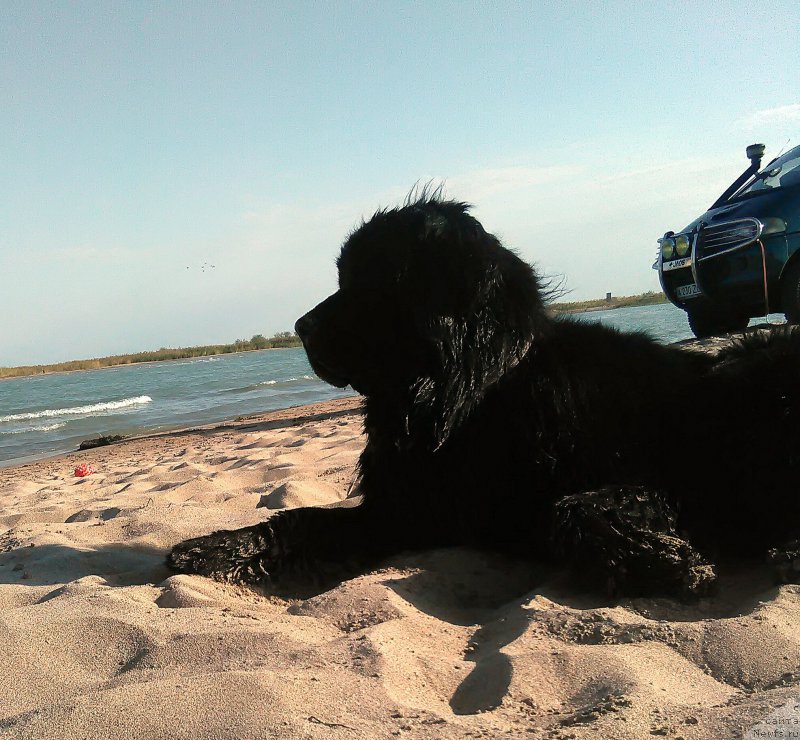 Фото: ньюфаундленд N'yufort Divnaya Diana (Ньюфорт Дивная Диана), ньюфаундленд N'yufort Divnaya Diana (Ньюфорт Дивная Диана)