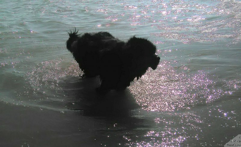 Фото: ньюфаундленд N'yufort Divnaya Diana (Ньюфорт Дивная Диана)