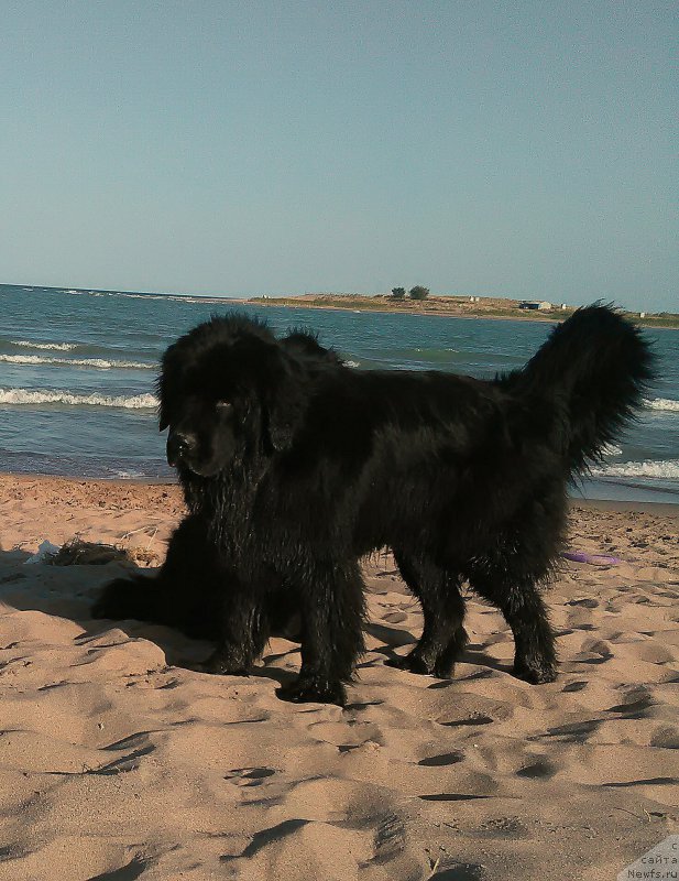 Фото: ньюфаундленд N'yufort Divnaya Diana (Ньюфорт Дивная Диана)
