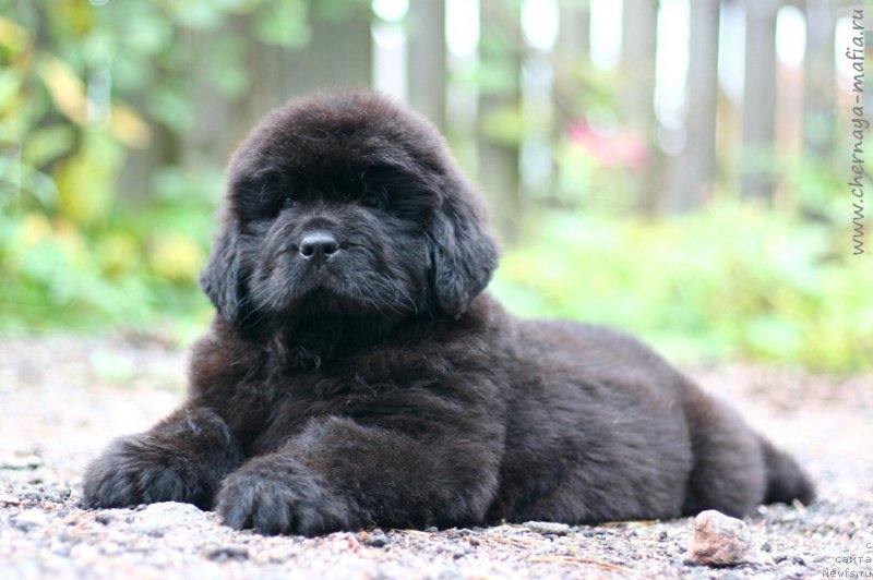 Фото: ньюфаундленд Chernaya Mafia Because I Am Worth It (Черная Мафия Бекаусе И Ам Вортх Ит)