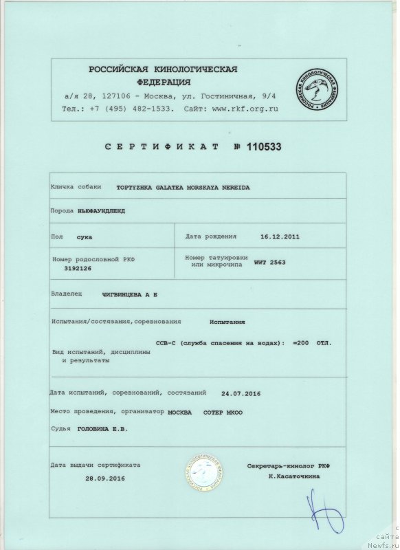 Фото: ньюфаундленд Toptyzhka Galatea Morskaya Nereida (Топтыжка Галатея Морская Нереида)