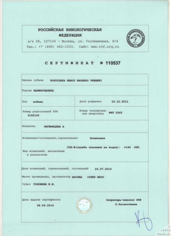 Фото: ньюфаундленд Toptyzhka Geroy Nashego Vremeni (Топтыжка Герой Нашего Времени)