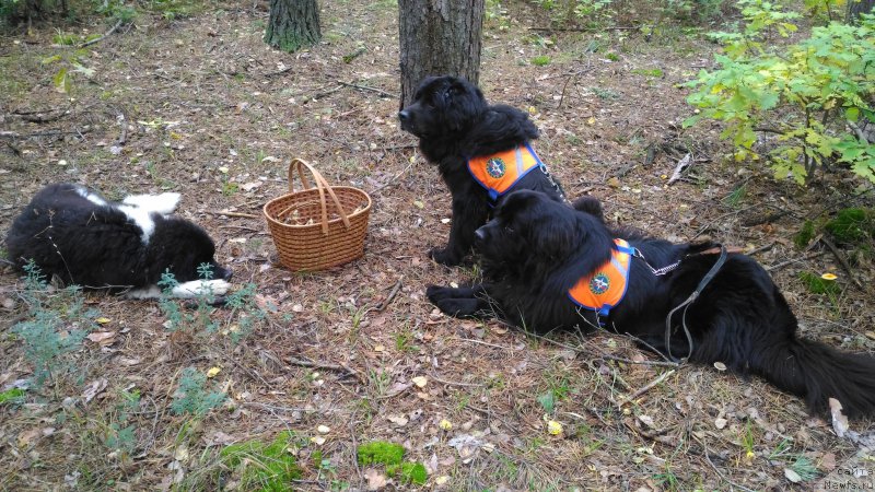 Фотография № 214365