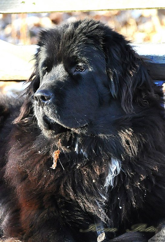 Фотография № 214377