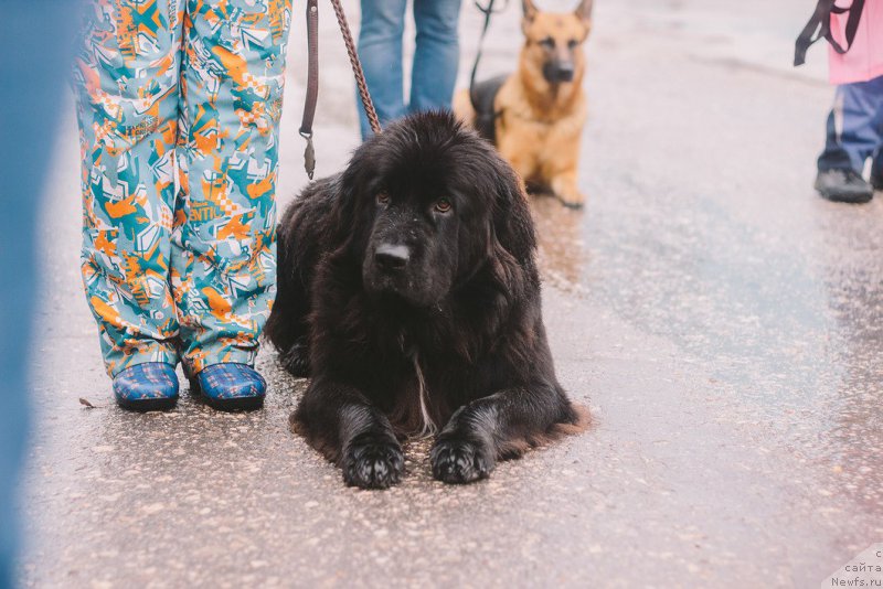 Фотография № 214379