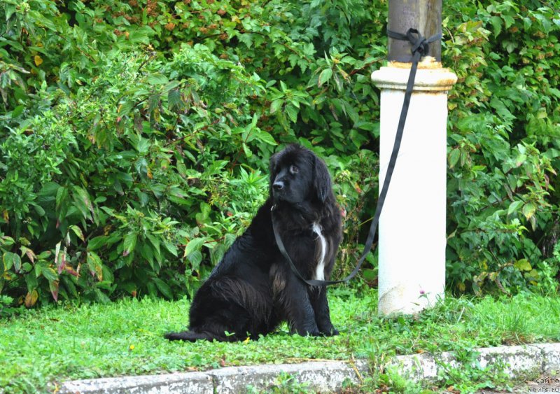 Фотография № 214380