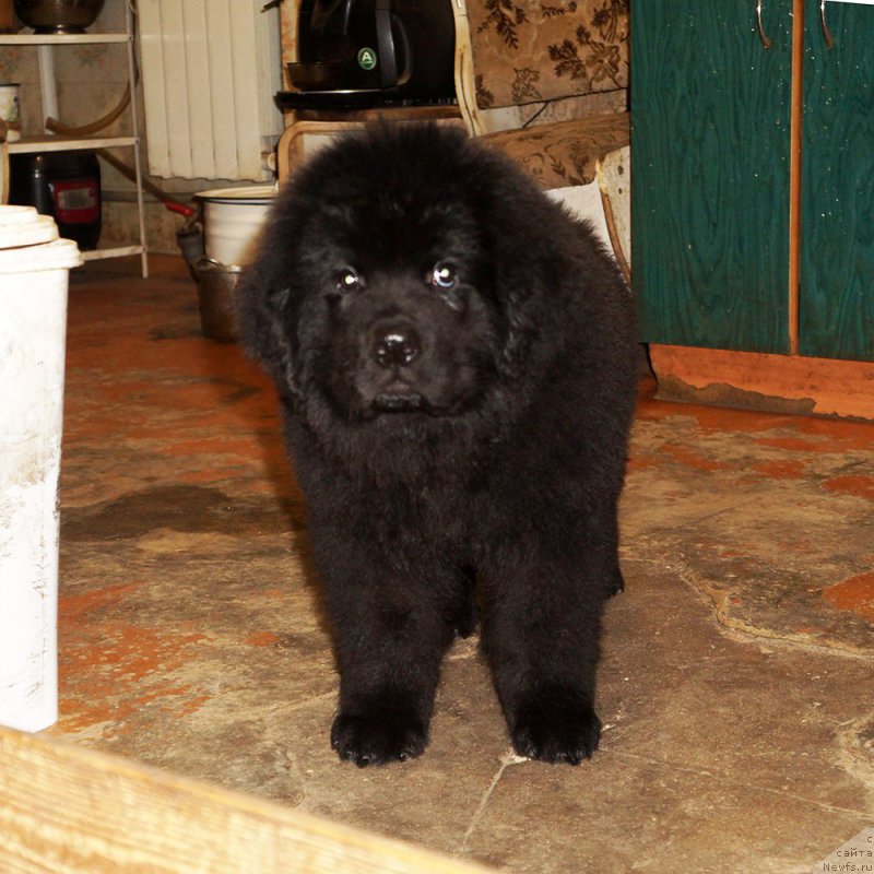 Фото: ньюфаундленд Stardi Kollekshn Dayton (Старди Коллекшн Дайтон)