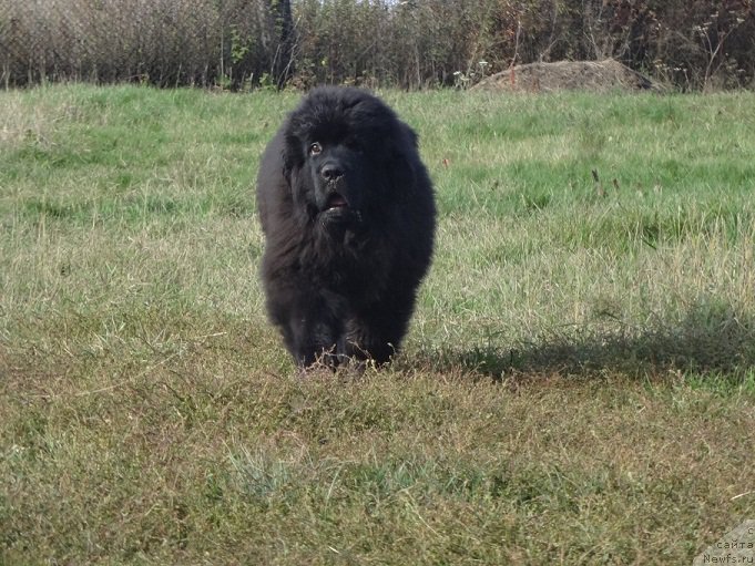 Фото: Королевич Елесей от Сибирского Медведя, ньюфаундленд Huode Shen Aristotel (Хуодэ Шень Аристотель)
