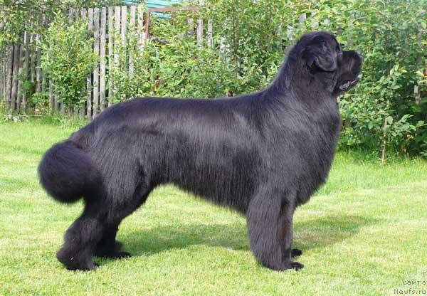 Фото: ньюфаундленд Plushevaya Panda Vikar (Плюшевая Панда Викар)