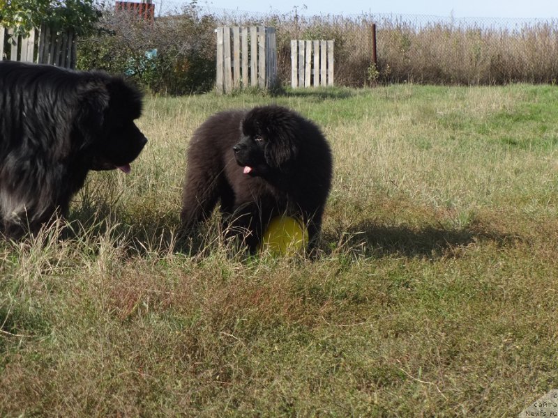 Фото: Королевич Елесей от Сибирского Медведя, ньюфаундленд Huode Shen Aristotel (Хуодэ Шень Аристотель)