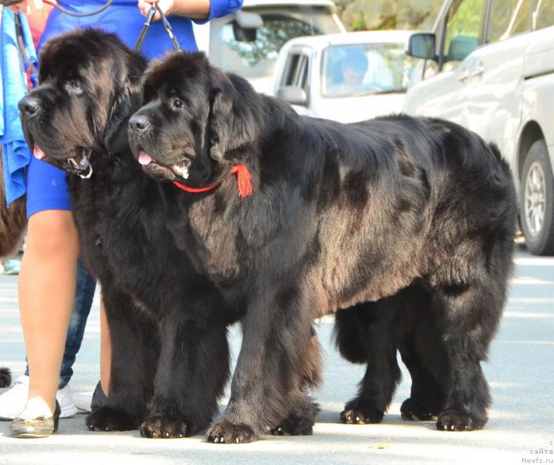 Фото: ньюфаундленд Njufort Atlantida (Ньюфорт Атлантида), ньюфаундленд Real Masterpiece Midnight Bear