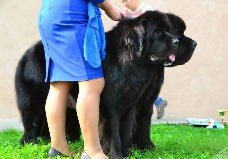 Фото: ньюфаундленд Real Masterpiece Midnight Bear, ньюфаундленд Njufort Atlantida (Ньюфорт Атлантида)