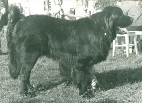 Фото: ньюфаундленд Irvin Negri (Ирвин Негри)