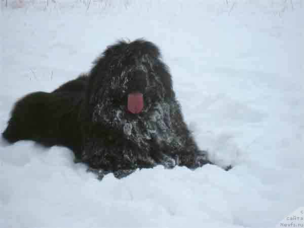 Фото: ньюфаундленд Plyushevaya Panda Baloven' Sud'byi (Плюшевая Панда Баловень Судьбы)