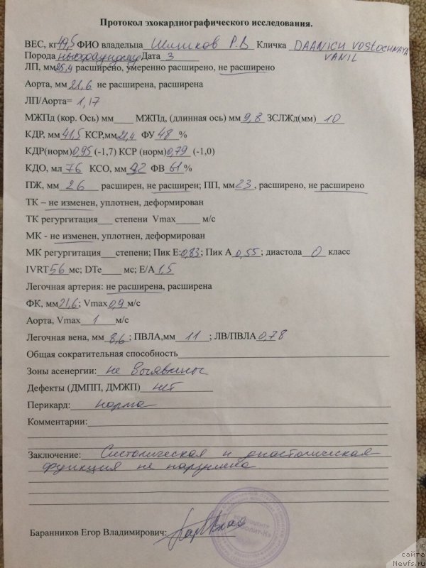 Фото: ньюфаундленд Daanich Vostochnaya Vanil (Даанич Восточная Ваниль)