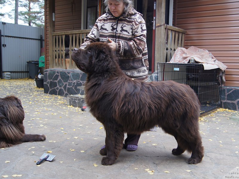 Фото: ньюфаундленд Super Bizon Otis Tobias (Супер Бизон Отис Тобиас)